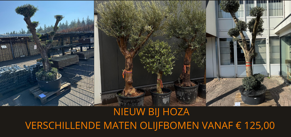 OLIJFBOMEN