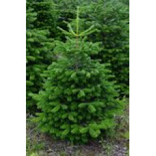 KERSTBOOM NORDMAN GEZAAGD 1.75/2.00 CM
