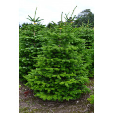 KERSTBOOM NORDMAN GEZAAGD 4.00/+ CM
