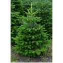 KERSTBOOM NORDMAN GEZAAGD 1.25/1.50 CM