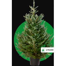 FRASERIE 1.75 / 2.00 GEZAAGD