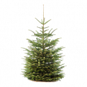 KERSTBOOM NORDMAN GEZAAGD 2.00/2.25 CM KERSTBOOM NORDMAN GEZAAGD 2.00/2.25 CM