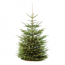 KERSTBOOM NORDMAN GEZAAGD 2.00/2.25 CM KERSTBOOM NORDMAN GEZAAGD 2.00/2.25 CM